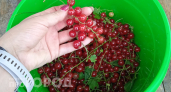 Сыплю этот порошок с кухни в воду и поливаю кусты смородины: на выходе крупные и сладкие ягоды – кусты ломятся
