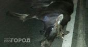 В Чувашии начался сезон молодых лосей и косуль: водителям нужно быть осторожнее