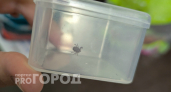 Никаких ниток и пинцетов: врач раскрыла секретный способ опытных лесников, как мгновенно вытащить клеща
