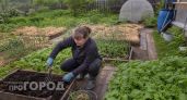 Забыла про удобрения и перекопку: как я превратила мертвую землю в жирный чернозем всего за два сезона