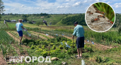 Бросил горсть на муравейник – через 2 дня все разбежались с участка: без химии