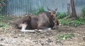 В Чувашии выросло число лосей, косуль и барсуков