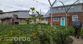 Слизни больше не тронут урожай: дачники раскрыли рабочий метод – химия не нужна