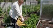 Одной подкормки в июне хватит чтобы перец усыпал кусты плодами: простая схема для рекордного урожая