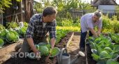 Перестал тратить силы на бесконечную прополку: капуста растет как на дрожжах и дает кочаны по 3 килограмма