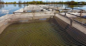 Грант в 8 млн рублей утроил производство рыбы у фермера из Алатыря