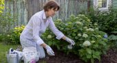 Гортензия будет усыпана огромными шапками: добавьте в воду этот состав в июне и забудьте про мелкие цветы