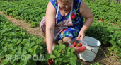 Одну ложку под куст, и клубника бомбит ягодами – прекрасное удобрение без химии