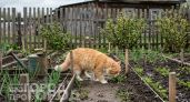 Больше не мучаюсь с кошачьими туалетами на грядках: нашла копеечную специю, которая отпугивает всех котов