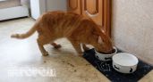 Медленное отравление питомца: ветеринар объяснил, почему сухой корм разрушает здоровье вашего любимца