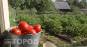 Агрономы поделились секретом: как вырастить томаты размером с мяч с помощью водки