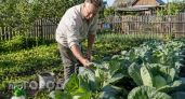 Забыл про гусениц на весь сезон: пять простых способов спасти капусту после одной беседы с агрономом
