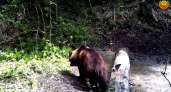 Фотоловушка поймала медведя и семейство лосей в чувашском лесу