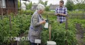 Фитофтора больше не портит мой урожай: трачу копейки на одно средство и забываю про черные пятна на томатах