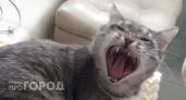 В Цивильском районе ввели карантин по бешенству из-за зараженной кошки
