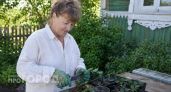 Размножаю жимолость черенками: один куст превращаю в десяток саженцев за копейки без лишних хлопот летом