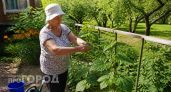 Огурцы порадуют дополнительным урожаем: просто делаю это в августе – и через три дня желтые завязи зеленеют