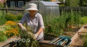 Опытные дачники держат в секрете: вот что я делаю с томатной ботвой, чтобы собирать горы урожая в следующем году
