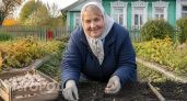 Не верила пока не попробовала: сажаю чеснок по осени – весной получаю головки с кулак