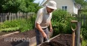 Всегда вношу это под посадку чеснока: новый урожай крупный и здоровый – крупные головки