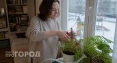 Досадная ошибка, из-за которой герань зимой погибает: исправляю ее за минуты