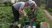 Забудьте про ручной сбор жуков: я нашел простой способ очистить картошку за сутки без капли химии