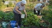Добавляю в воду два кухонных продукта для огурцов в июле: собираю урожай волнами, когда у других грядки пустые