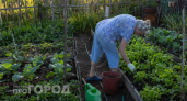 Слизни бегут от этого цитруса как от огня: спасает огород лучше яичной скорлупы и пива 