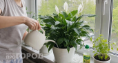 Самые неприхотливые: 5 комнатных растений, которые невозможно погубить