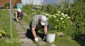 Больше не трачу несколько дней на прополку: избавляюсь от травы между плиток за один раз