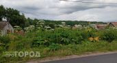 Борщевик захватывает Чувашию: опасное растение появляется все в новых районах