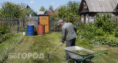 Скошенную траву больше не выбрасываю: превращаю зеленую массу в урожай на участке – мой метод 