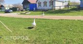 В Чувашии назвали районы с наибольшим числом новых частных домов