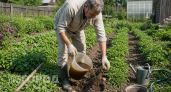 Забудьте про дырявый картофель: использую этот раствор перед посадкой и навсегда забыла про проволочника