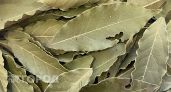 С первыми заморозками кладу лист лавра на радиатор: вся семья замечает разницу