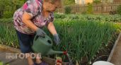Добавьте это в лунки весной: луковицы вырастут размером с кулак и будут защищены от любых вредителей