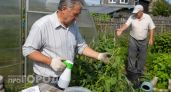 Кидаю копеечные таблетки в воду: огурцы плодоносят до морозов и урожай приходится вывозить садовыми тачками