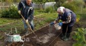 Готовлю почву для озимого чеснока за полтора месяца до посадки: даже в бедной земле головки весят 200 грамм