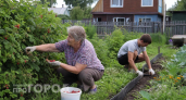 Эта ягода – самая вредная: а мы едим ее сами и кормим детей 