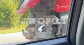На трассе М-7 на выезде из Чебоксар три фуры собрали "паровозик"