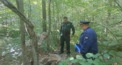 В Комсомольском районе завели дело после незаконной рубки дубов