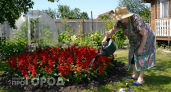 Природный щит для дачи: посадила многолетники, которые очищают участок от сорняков 