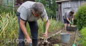 Убрали лук и чеснок: вот какие культуры я высеваю на пустые грядки для получения мощного второго урожая