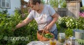 Вы перестанете пить аптечные сборы: чай из листьев смородины заменяет дорогое лекарство при этих симптомах