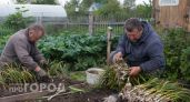 Хватит сажать чеснок как попало: одна хитрость с глубиной лунки гарантирует урожай крупнее в два раза