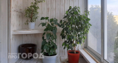 И больше никаких мух и комаров: эти шесть комнатных растений в вашем доме избавят вас от назойливых насекомых
