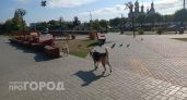 Суд взыскал компенсацию с хозяйки собаки, укусившей мальчика в Чувашии