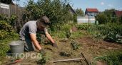 Больше не поливаю грядки в жару: раскрываю секрет применения скошенной травы для удержания влаги в почве
