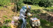В Чувашию идет медовый фестиваль: ярмарки, концерты и дегустации с пасеки