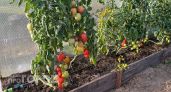 Производство тепличных овощей в Чувашии выросло на 9 %